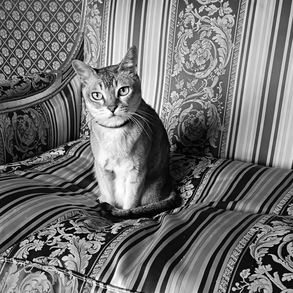 Le Chat en italie